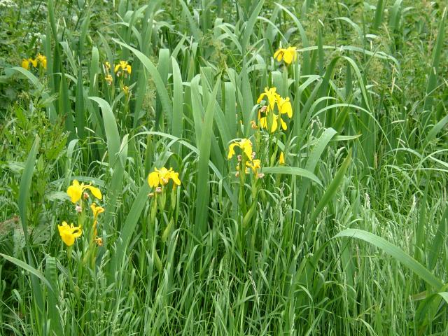 Iris pseudacorus Yellow Iris Iridaceae Images