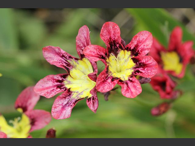 Sparaxis tricolor Harlequin Flower Iridaceae Images