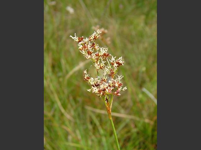 Juncus acutiflorus Sharp flowered Rush Juncaceae Images