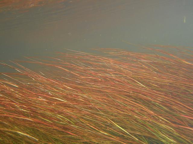 Juncus bulbosus var fluitans Aquatic Bulbous Rush Juncaceae Images