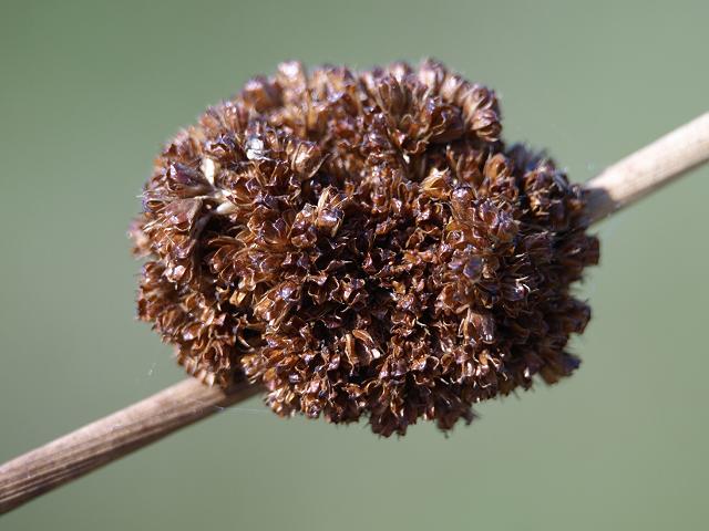 Juncus conglomeratus Compact Rush Juncaceae Images