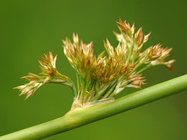 Juncus effusus Soft Rush Juncaceae Images