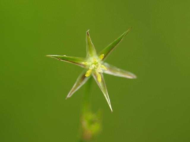 Juncus foliosus Leafy Rush Juncaceae Images