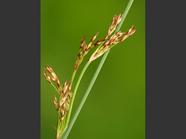 Juncus inflexus Hard Rush Juncaceae Images