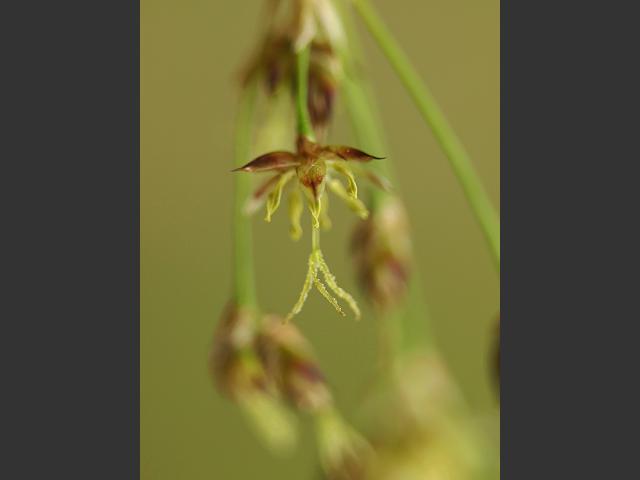 Luzula sylvatica Great Wood Rush Juncaceae Images