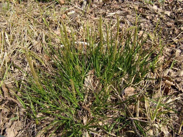 Triglochin maritima Sea Arrowgrass Juncaginaceae Images