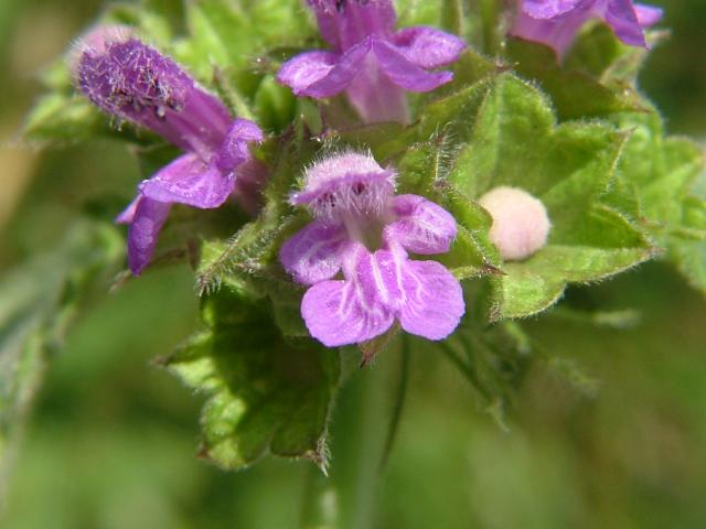 Ballota nigra Black Horehound Lamiaceae Images