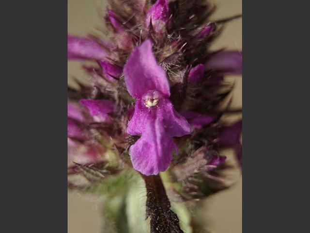 Betonia officinalis Stachys officinalis Betony Lamiaceae Images