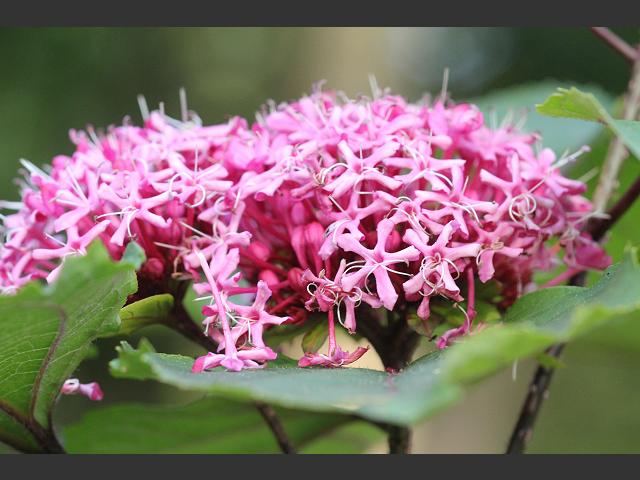 Clerodendrum bungei Glory Bower Lamiaceae Images
