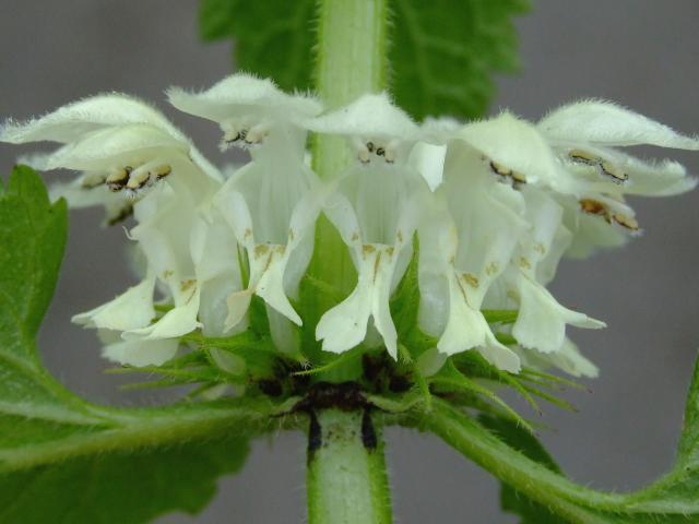 Lamium album White Dead nettle Lamiaceae Images