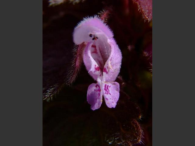 Lamium purpureum Red Dead nettle Lamiaceae Images
