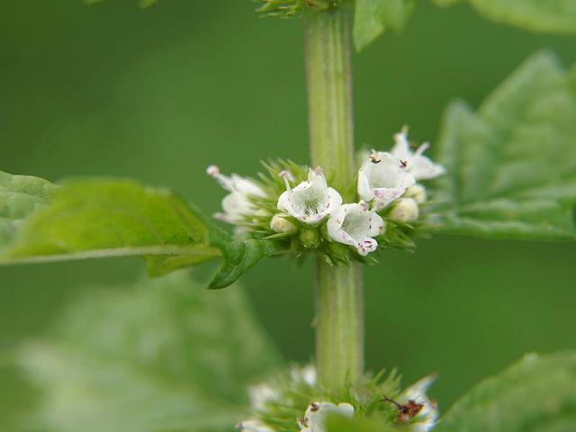 Lycopus europaeus Gipsywort Lamiaceae Images