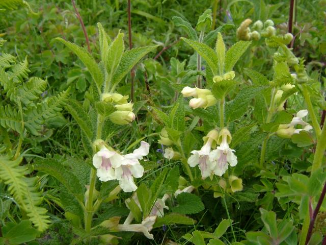 Melittis melissophyllum Bastard Balm Lamiaceae Images