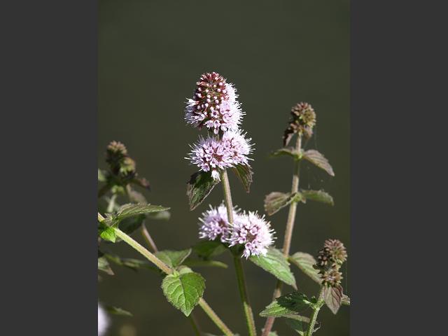 Mentha aquatica Water Mint Lamiaceae Images