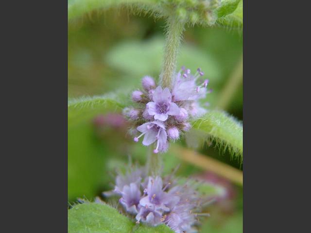 Mentha arvensis Corn Mint Lamiaceae Images