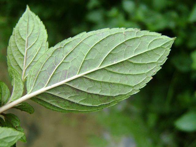 Mentha x piperita var citrata Eau de Cologne Mint Lamiaceae Images