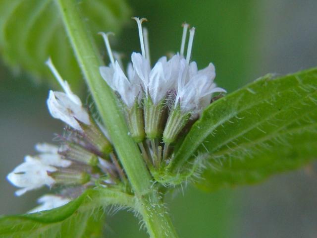 Mentha x verticillata Whorled Mint Lamiaceae Images