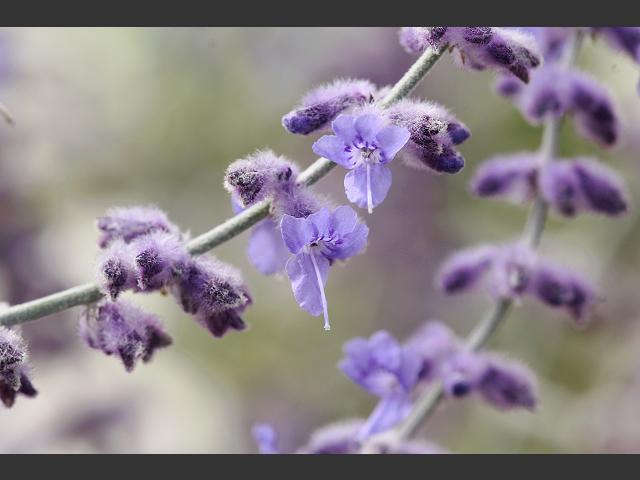 Perovskia atriplicifolia Russian Sage Lamiaceae Images