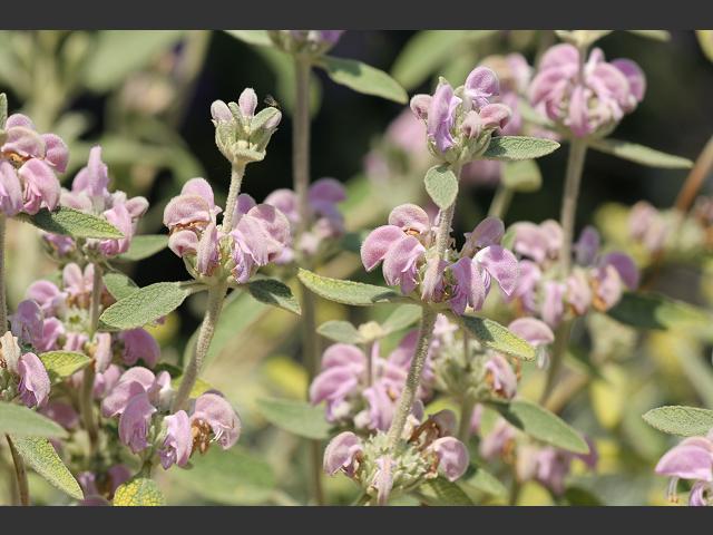 Phlomis italica Italian Sage Lamiaceae Images