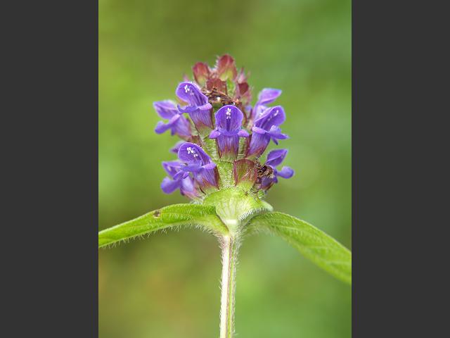 Prunella vulgaris Selfheal Lamiaceae Images