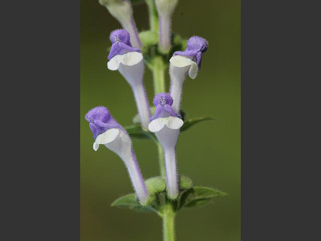 Scutellaria altissima Tall or Somerset Skullcap Lamiaceae Images