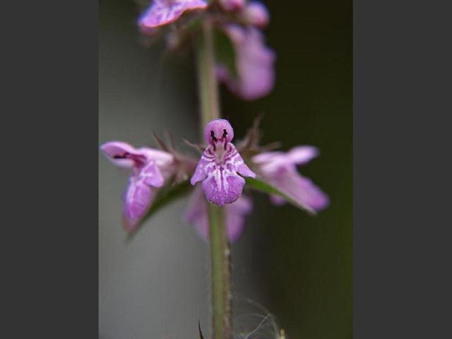 Stachys palustris Marsh Woundwort Lamiaceae Images