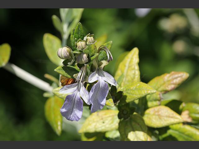 Teucrium fruticans Tree Germander Lamiaceae Images