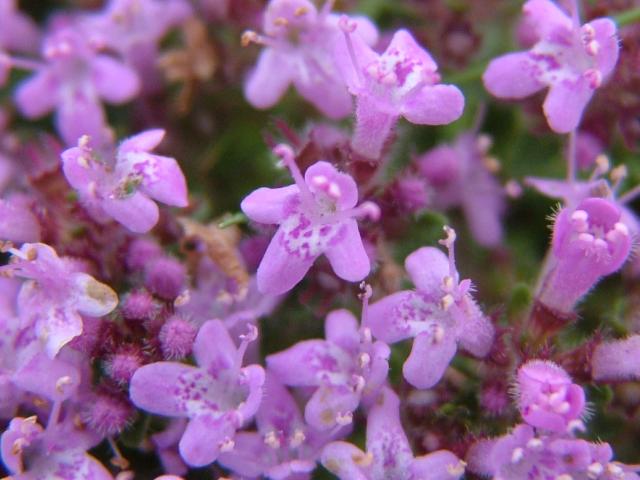 Thymus polytrichus Wild Thyme Lamiaceae Images