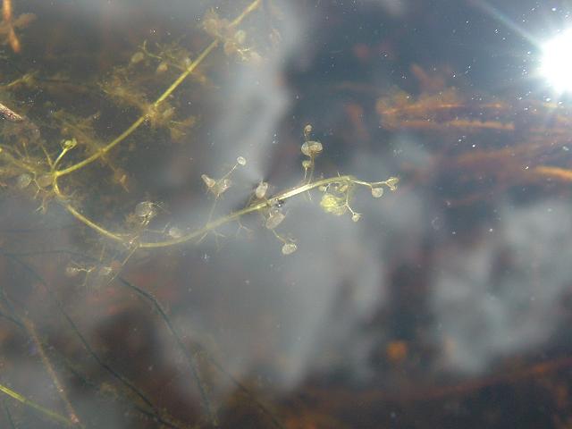 Utricularia minor Lesser Bladderwort Lentibulariaceae Images