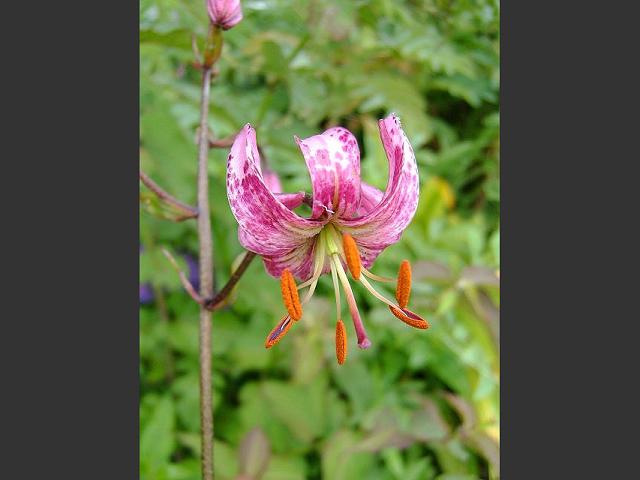 Lilium martagon Martagon Lily Liliaceae Images