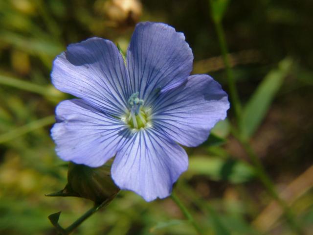 Linum usitatissimum Flax Linaceae Images