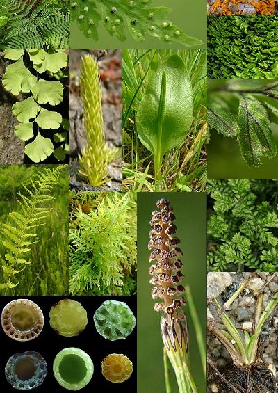 aphotoflora stock image library