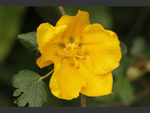 Fremontodendron California Glory A Flannelbush Malvaceae Images
