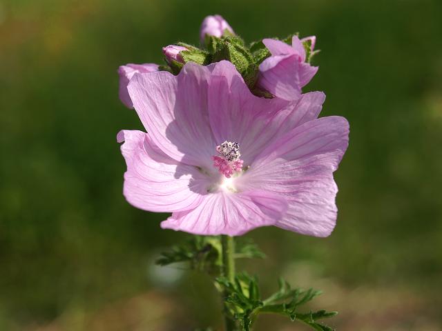 Malva moschata Musk Mallow Malvaceae Images