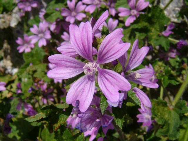 Malva sylvestris Common Mallow Malvaceae Images