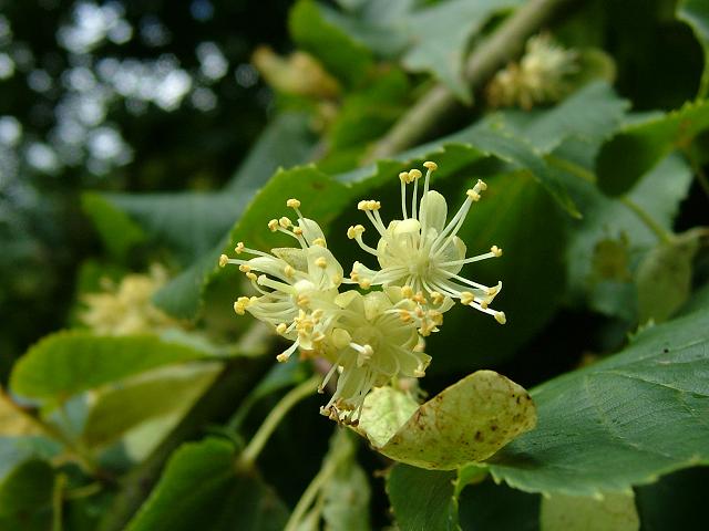 Tilia cordata Small leaved Lime Malvaceae Images