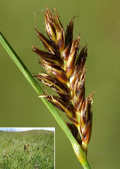 Cyperaceae the Sedge Family Cyperaceae Images