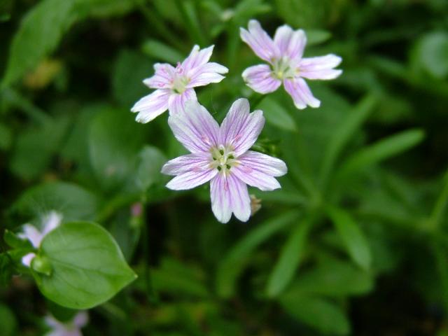 Claytonia sibirica Pink Purslane Montiaceae Images