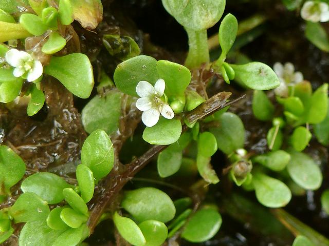 Montia fontana Blinks Montiaceae Images