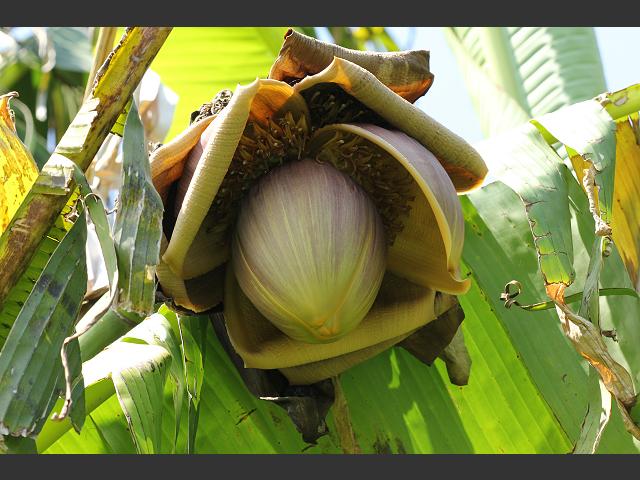 Musa basjoo Hardy Banana Muscacae Images