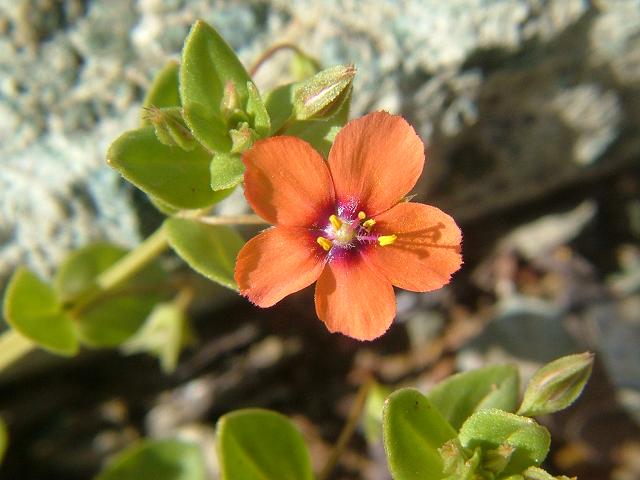 Anagallis arvensis var arvensis Scarlet Pimpernel Myrsinaceae Images