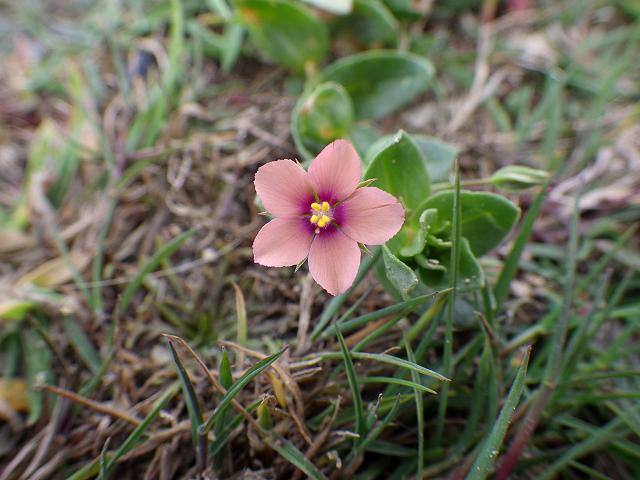 Anagallis arvensis var carnea Pink Scarlet Pimpernel Myrsinaceae Images