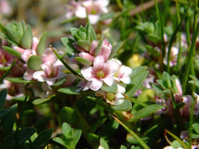 Glaux maritima Sea Milkwort Myrsinaceae Images