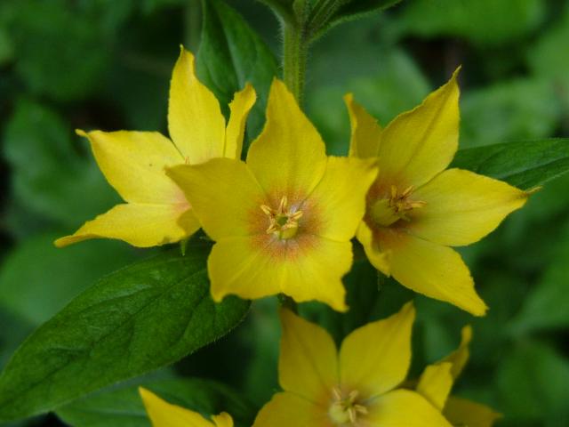 Lysimachia punctata Dotted Loosestrife Myrsinaceae Images
