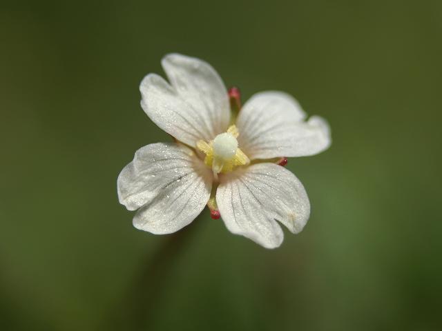 Epilobium brunnescens New Zealand Willowherb Onagraceae Images