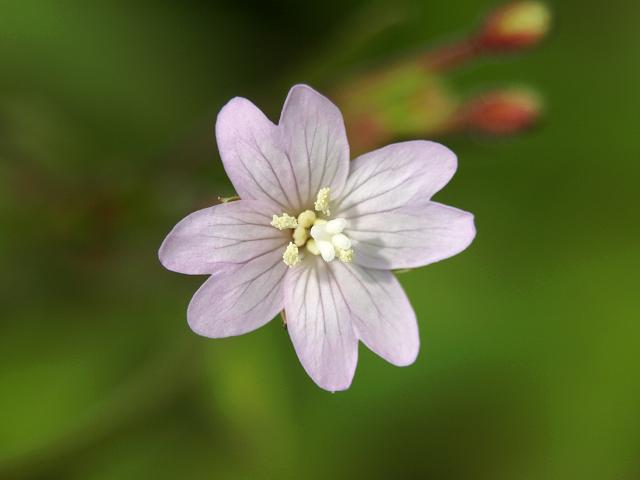 Epilobium montanum Broad leaved Willowherb Onagraceae Images