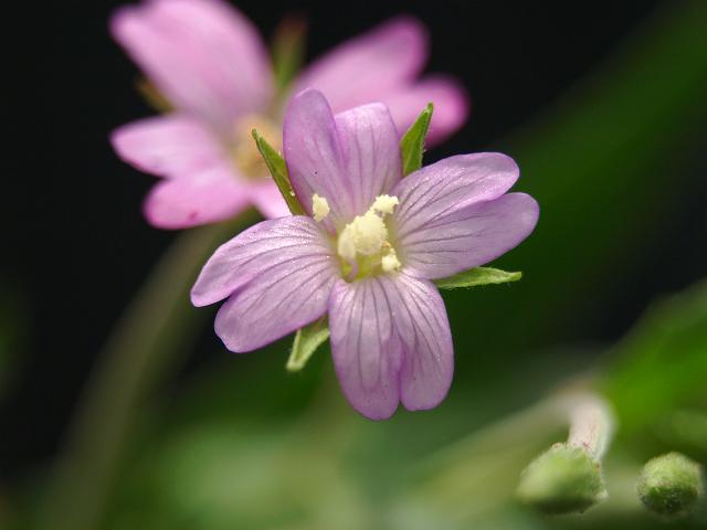 Epilobium obscurum Short fruited Willowherb Onagraceae Images