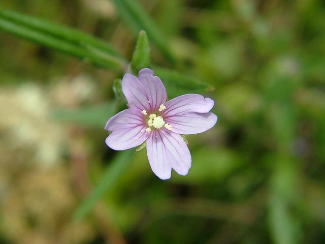 Epilobium palustre Marsh Willowherb Onagraceae Images