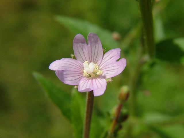Epilobium parviflorum Hoary Willowherb Onagraceae Images