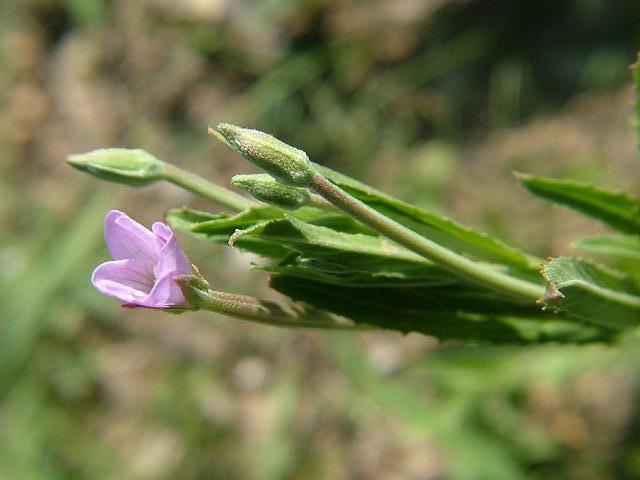 Epilobium tetragonum Square stalked Willowherb Onagraceae Images
